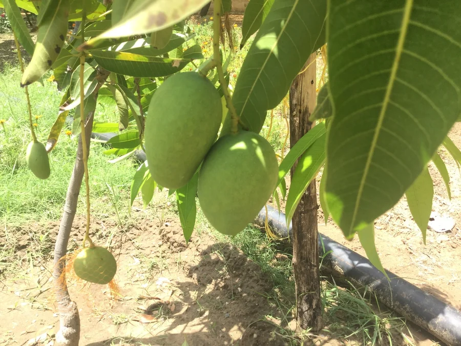 5 mangoes waiting for Gurudev